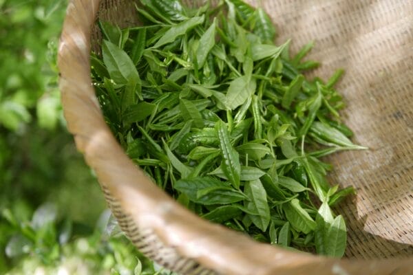 Green Tea With Lemon Recipe