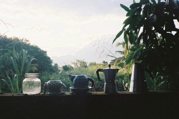 Peppermint And Fennel Detox Tea Recipe